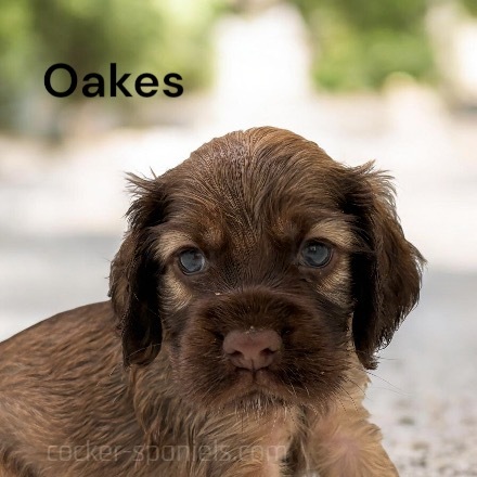 puppy, for, sale, Cocker Spaniel, Joe & Cherri  Overlease, dog, breeder, Miller, MO, dog-breeder, puppy-for-sale, forsale, nearby, find, puppyfind, locator, puppylocator, aca